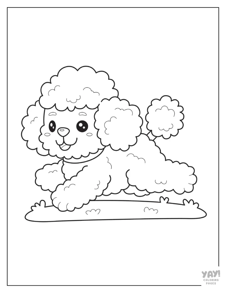 French poodle coloring page