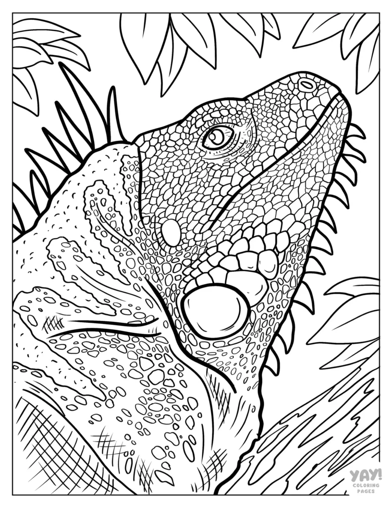 Iguana Coloring Pages (Free Printables)