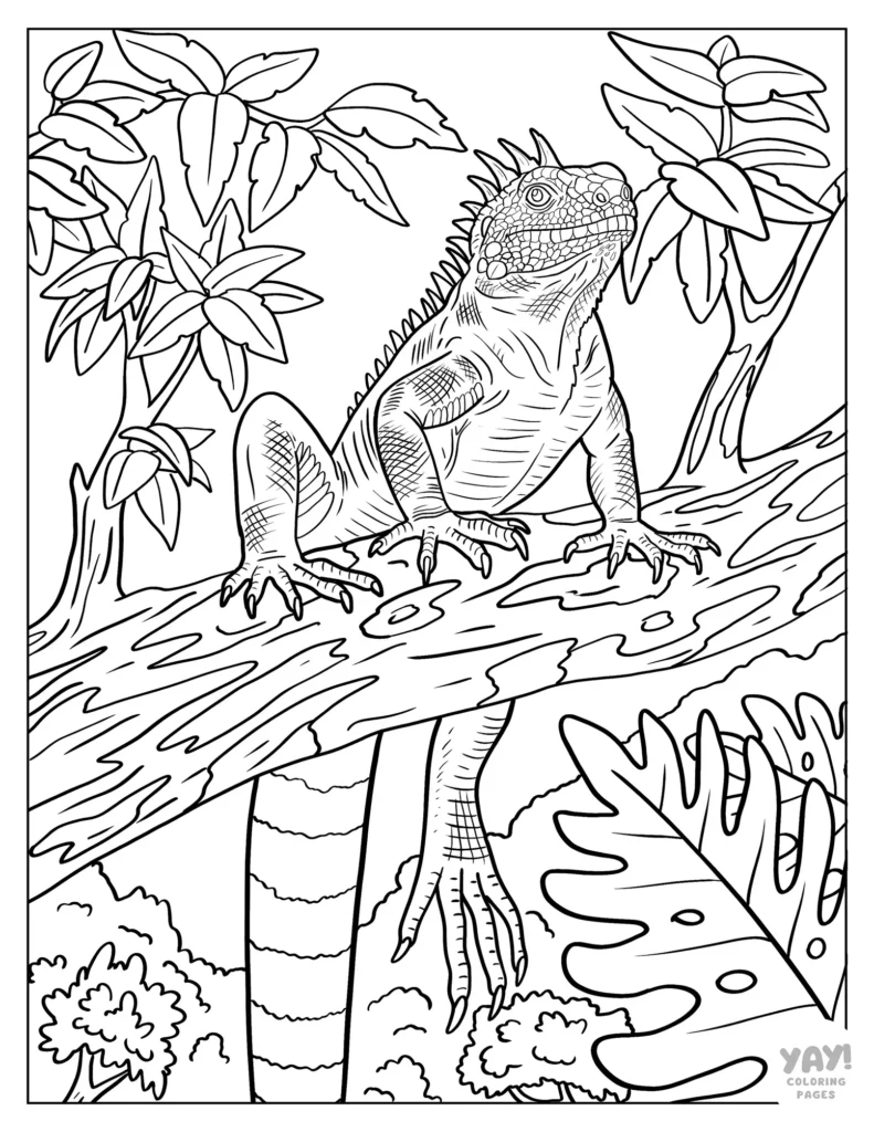 Realistic iguana on tree branch in the jungle coloring page