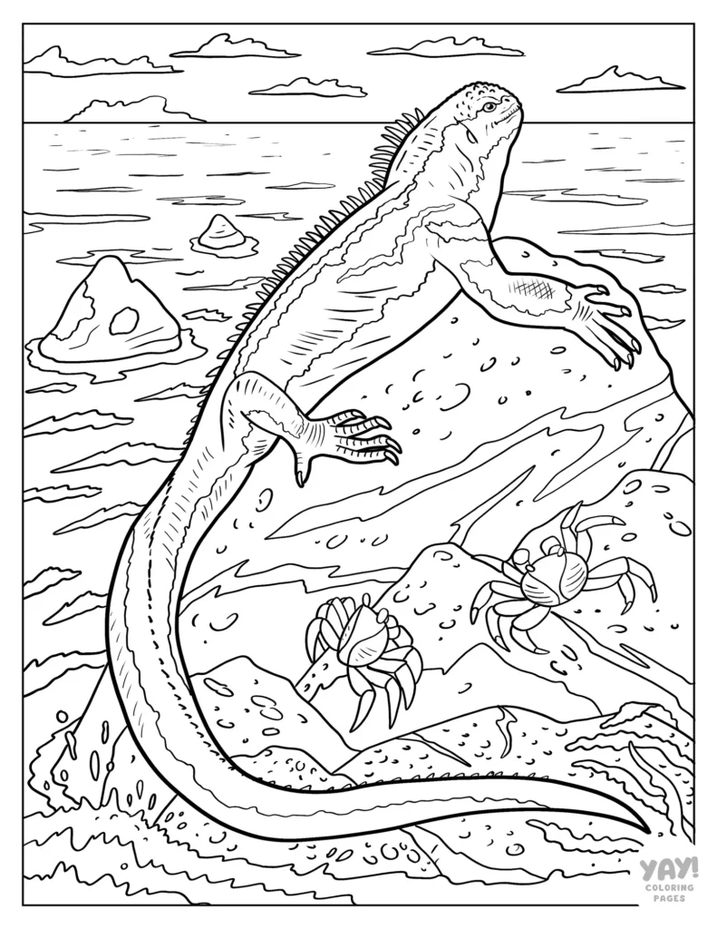 Marine iguana on a rock with crabs coloring page