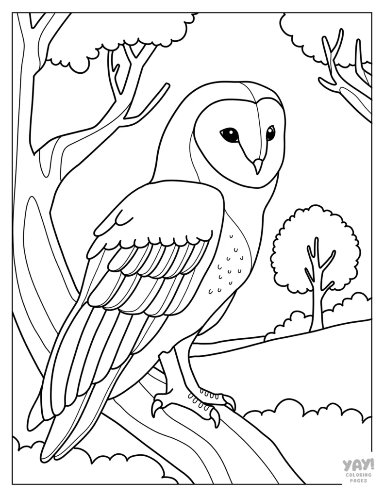 Barn owl coloring page