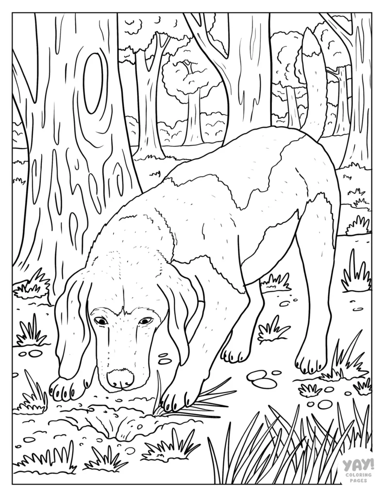 Realistic beagle coloring page