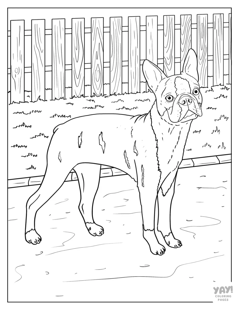 Realistic boston terrier coloring page