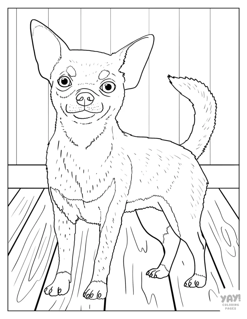 Realistic chihuahua coloring page