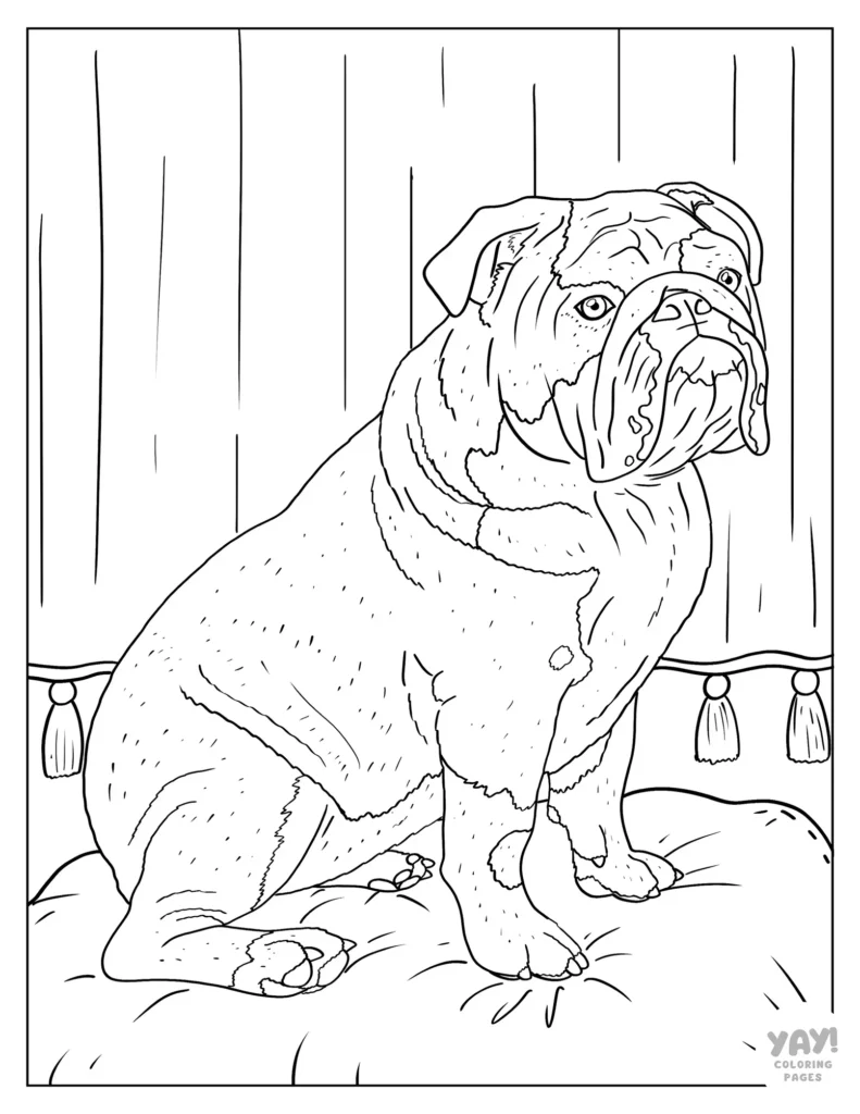 Realistic English bulldog coloring sheet