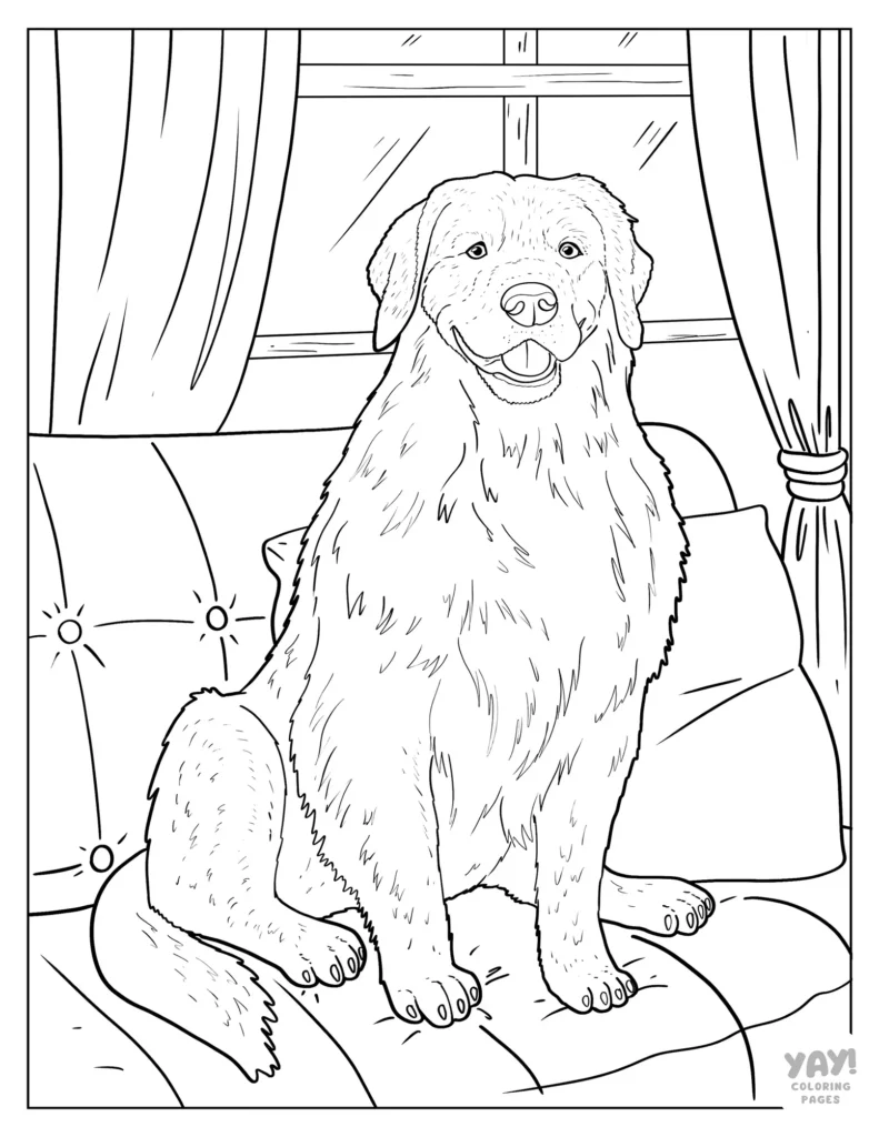 Realistic golden retriever coloring page