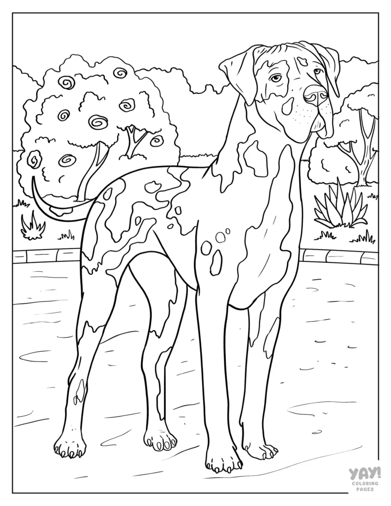 Realistic great dane coloring page