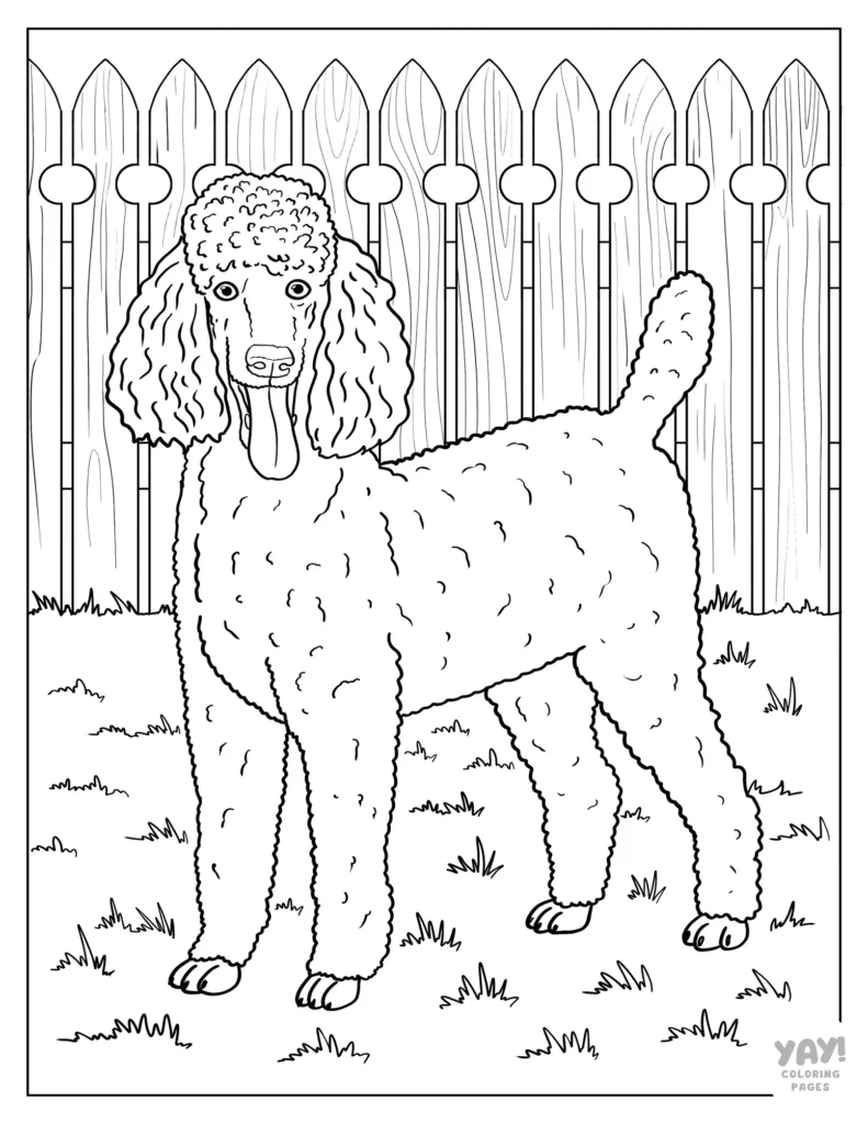 Realistic poodle coloring page