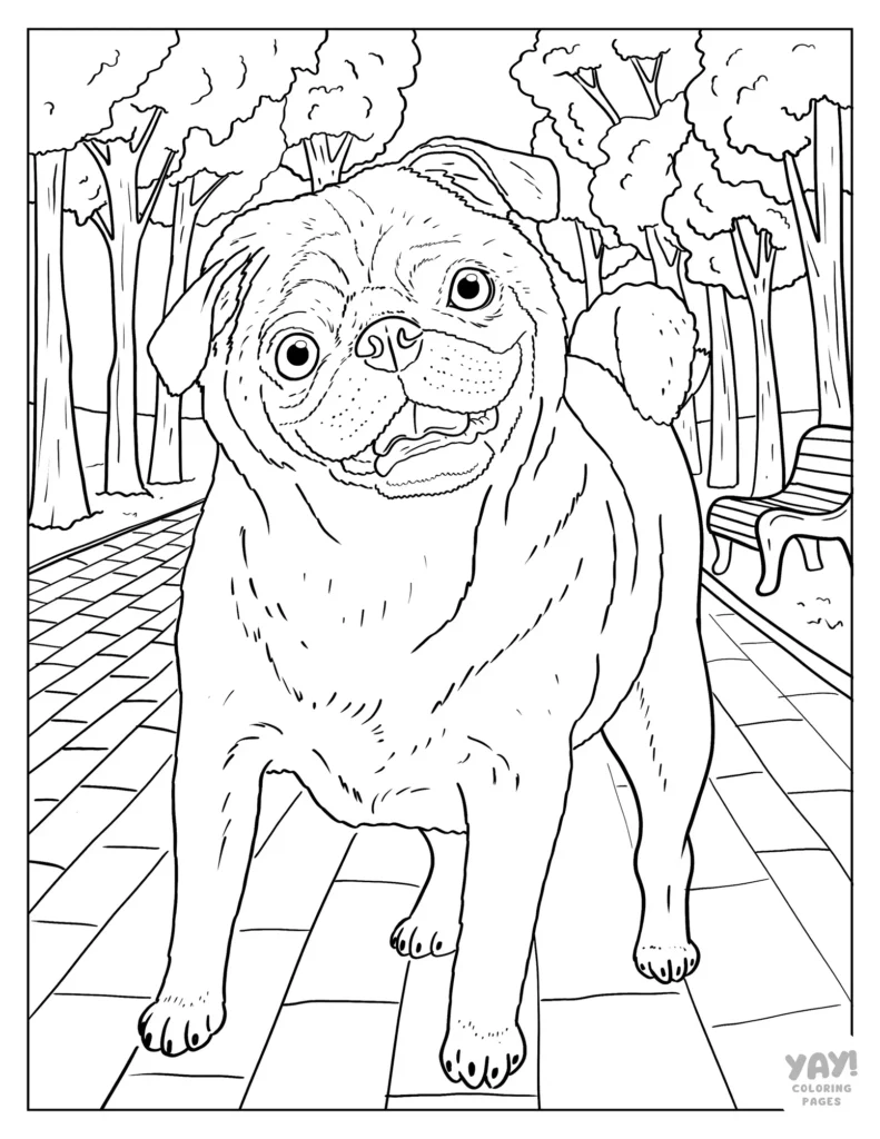 Realistic pug coloring page