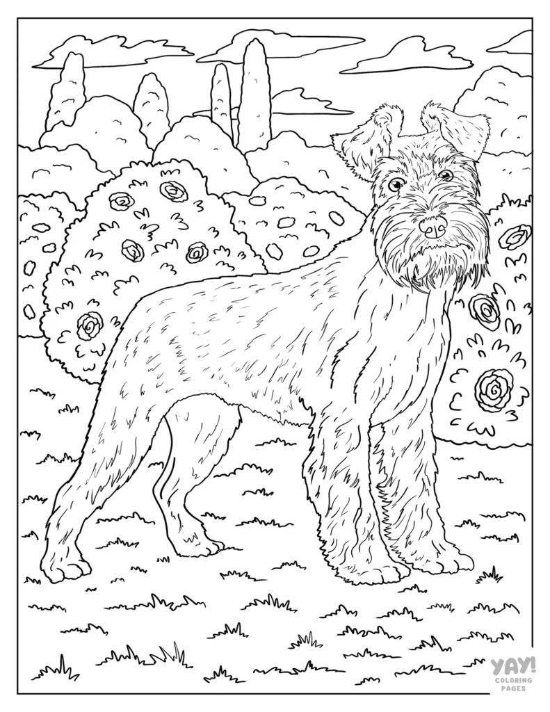 Realistic schnauzer coloring page