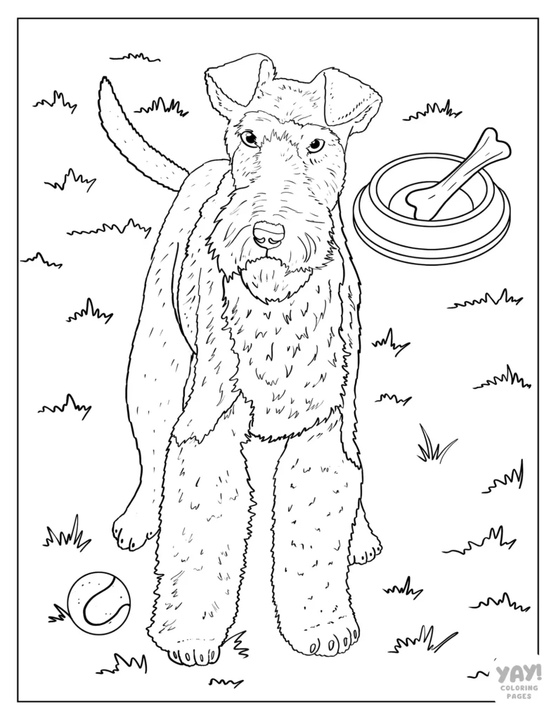 Realistic wire fox terrier page to color
