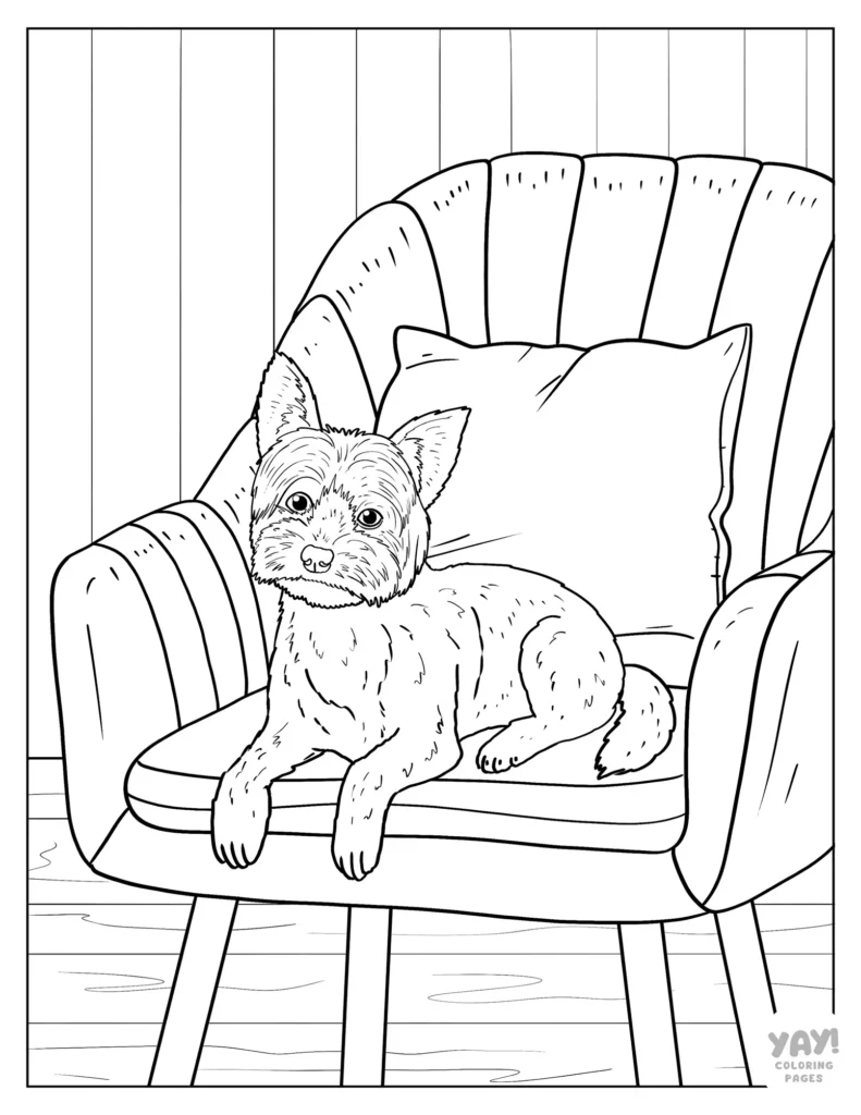 Realistic yorkshire terrier coloring page